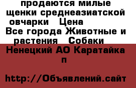 продаются милые щенки среднеазиатской овчарки › Цена ­ 30 000 - Все города Животные и растения » Собаки   . Ненецкий АО,Каратайка п.
